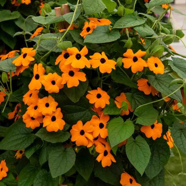 Fleurs - Thunbergia Alata Suzanne aux Yeux Noirs - face recto
